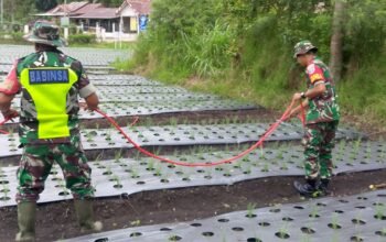 Babinsa Koramil 01/Lut Tawar Turun ke Sawah, Dampingi Petani Bawang di Pedemun