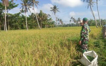 Babinsa Sertu Edi Purnawan Cek Kesiapan Panen, Pastikan Kualitas Padi Petani Seruway Optimal
