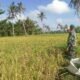 Babinsa Sertu Edi Purnawan Cek Kesiapan Panen, Pastikan Kualitas Padi Petani Seruway Optimal