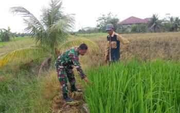 Babinsa Intensif Dampingi Petani, Dorong Swasembada Pangan di Aceh Tamiang