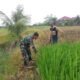 Babinsa Intensif Dampingi Petani, Dorong Swasembada Pangan di Aceh Tamiang