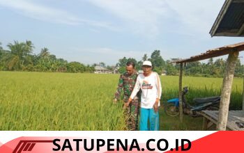 Sertu Riki Dampingi Petani Pantau Perkembangan Padi di Aceh Tamiang
