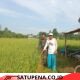 Sertu Riki Dampingi Petani Pantau Perkembangan Padi di Aceh Tamiang