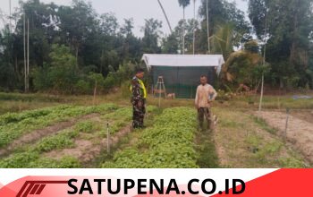 Babinsa Dampingi Petani Bayam di Aceh Tamiang, Dorong Peningkatan Hasil Panen