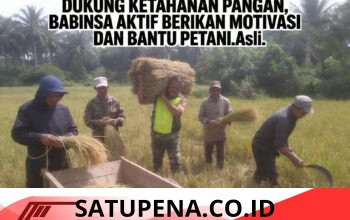 Babinsa Turun ke Sawah Bantu Panen Padi, Perkuat Kemanunggalan TNI-Rakyat