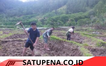 Babinsa Koramil 02/Bebesen Turun ke Sawah, Bantu Petani Perkuat Ketahanan Pangan