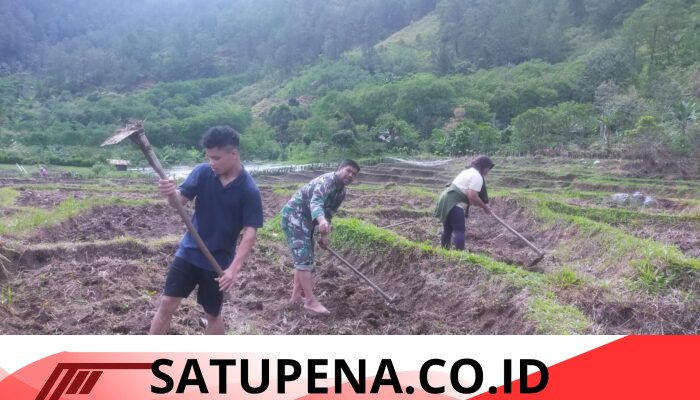 Babinsa Koramil 02/Bebesen Turun ke Sawah, Bantu Petani Perkuat Ketahanan Pangan