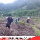 Babinsa Koramil 02/Bebesen Turun ke Sawah, Bantu Petani Perkuat Ketahanan Pangan