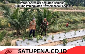 Babinsa Manyak Payed Dampingi Petani Cabe, Dorong Swasembada Pangan