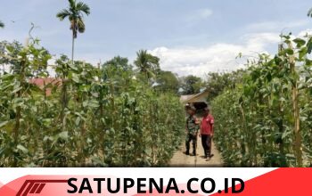 Babinsa Sertu Tri Susilo Dampingi Petani Rawat Kacang Panjang di Seneubok Pidie