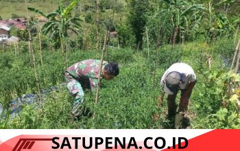 Babinsa Koramil 05/Linge Aktif Laksanakan Komsos dan Pendampingan Pertanian di Desa Binaan