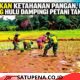 Babinsa Tamiang Hulu Turun ke Sawah, Dampingi Petani Tanam Padi Demi Ketahanan Pangan