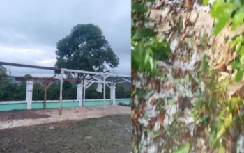 Hujan Es dan Angin Kencang Terjang Atu Lintang, Kebun Kopi Warga Porak-Poranda