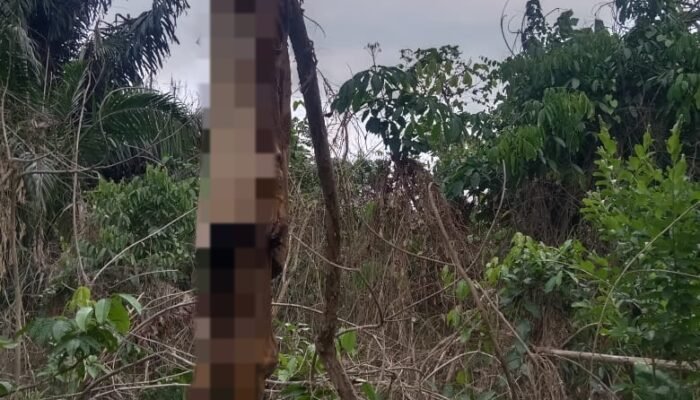 Diduga Korban Banjir Bandang, Jenazah Pria Ditemukan Setelah Empat Bulan dalam Kondisi Mengenaskan