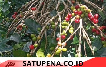 Harga Kopi Glondong Anjlok Drastis, Petani Batu Lintang Terpukul Musim Hujan