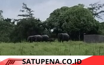 Kawanan Gajah Liar Masuk Permukiman Transmigrasi Jalung, Warga Resah dan Minta Penanganan Serius