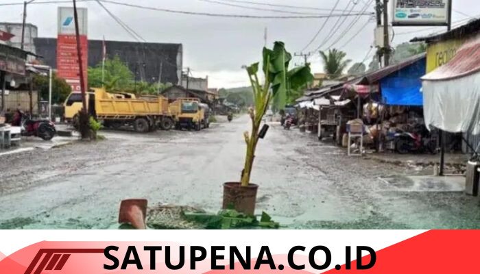 Warga Tanam Pohon Pisang di Jalan Nasional, Protes Lubang Menganga di Aceh Selatan