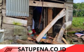 Kawanan Gajah Liar Masuk Permukiman, Warga Pancar Jelobok Dilanda Trauma