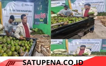 Helmia Dorong Distribusi Nasional, 100 Ton Alpukat Aceh Tengah Tembus Pasar Jawa hingga Bali