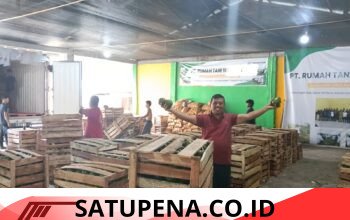 Hari Ini Rumah Tani Nusantara Aceh Tengah Kirim 20 Ton Alpukat ke Surabaya