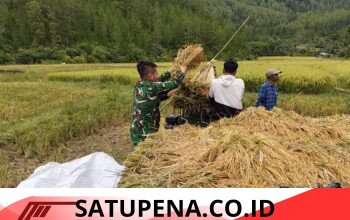 Babinsa Koramil 05/Linge Bantu Warga Panen Padi di Kute Rayang
