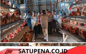 Bupati Humbahas Tinjau Peternakan Ayam Petelur di Lintongnihuta.