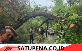 Kapolsek Silaen Bersama Personel dan Warga Respon Cepat Bersihkan Jalan Akibat Pohon Tumbang*