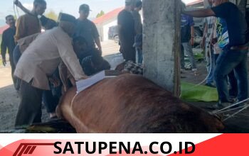 Ilmijan Qurbankan Sapi 1,3 Ton, Warga Bener Meriah Tumpah Ruah