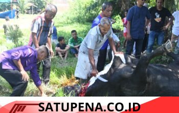 Sapi Kurban Presiden Disalurkan ke Langsa, Perkuat Kepedulian Sosial di Idul Adha