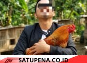 Diduga Kendalikan Judi Sabung Ayam di Ratatotok, Budi Eka Saputra Disorot Publik