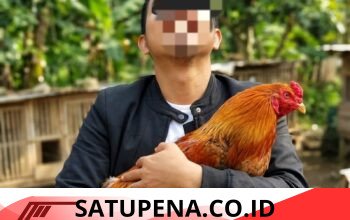Diduga Kendalikan Judi Sabung Ayam di Ratatotok, Budi Eka Saputra Disorot Publik