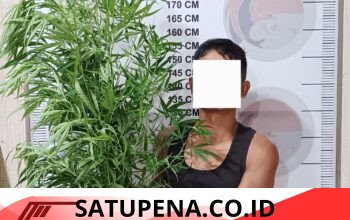 Tanam Ganja di Kebun Cabai, Pria di Bener Meriah Dibekuk Polisi