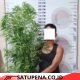 Tanam Ganja di Kebun Cabai, Pria di Bener Meriah Dibekuk Polisi