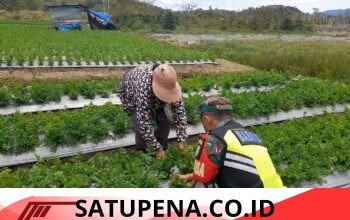 Babinsa Koramil 06/Jagong Perkuat Ketahanan Pangan Bersama Warga Paya Tungel