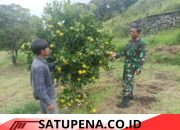 Babinsa Koramil 02/Bebesen Dampingi Warga Kembangkan Budidaya Jeruk di Kute Panang