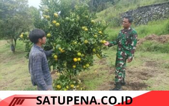 Babinsa Koramil 02/Bebesen Dampingi Warga Kembangkan Budidaya Jeruk di Kute Panang