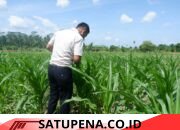 Lahan Tak Terpakai Disulap Jadi Kebun Produktif, Jagung Lapas Lhoksukon Tumbuh Subur