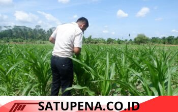 Lahan Tak Terpakai Disulap Jadi Kebun Produktif, Jagung Lapas Lhoksukon Tumbuh Subur