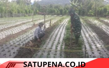 Babinsa Koramil 09/Ketol Bantu Petani Rawat Bawang Merah di Desa Cangduri