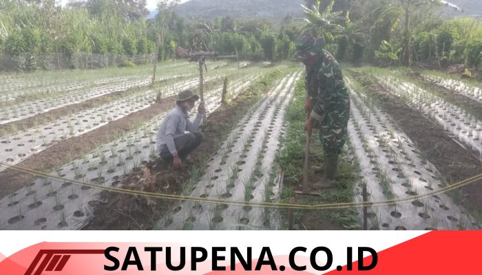 Babinsa Koramil 09/Ketol Bantu Petani Rawat Bawang Merah di Desa Cangduri