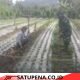 Babinsa Koramil 09/Ketol Bantu Petani Rawat Bawang Merah di Desa Cangduri