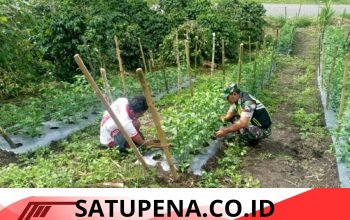 Babinsa Koramil 02/Bebesen Dampingi Petani Rawat Tanaman Cabai di Desa Burbiah