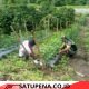 Babinsa Koramil 02/Bebesen Dampingi Petani Rawat Tanaman Cabai di Desa Burbiah