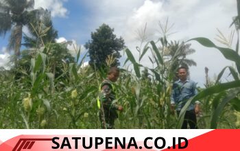 Babinsa Terjun Langsung ke Lahan, Bantu Petani Jagung di Desa Matang Ara Aceh