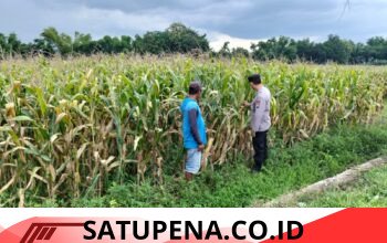 Bhabinkamtibmas Polsek Ngoro Pantau Tanaman Jagung di Lahan Ketahanan Pangan