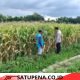 Bhabinkamtibmas Polsek Ngoro Pantau Tanaman Jagung di Lahan Ketahanan Pangan