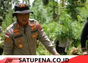 Ganja Dua Hektare di Sawang Dimusnahkan, Polisi Temukan Pola Baru untuk Kelabui Aparat
