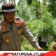 Ganja Dua Hektare di Sawang Dimusnahkan, Polisi Temukan Pola Baru untuk Kelabui Aparat