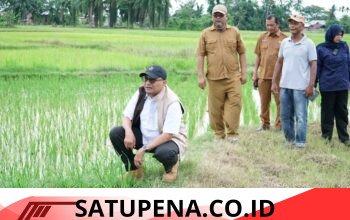 Pemkab Aceh Tamiang Fokus Pulihkan 712 Hektare Lahan Pertanian Terdampak Banjir