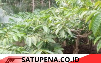 Petani Kopi di Argotirto Keluhkan Kelangkaan Pupuk Subsidi, Khawatir Produksi dan Pendapatan Menurun
